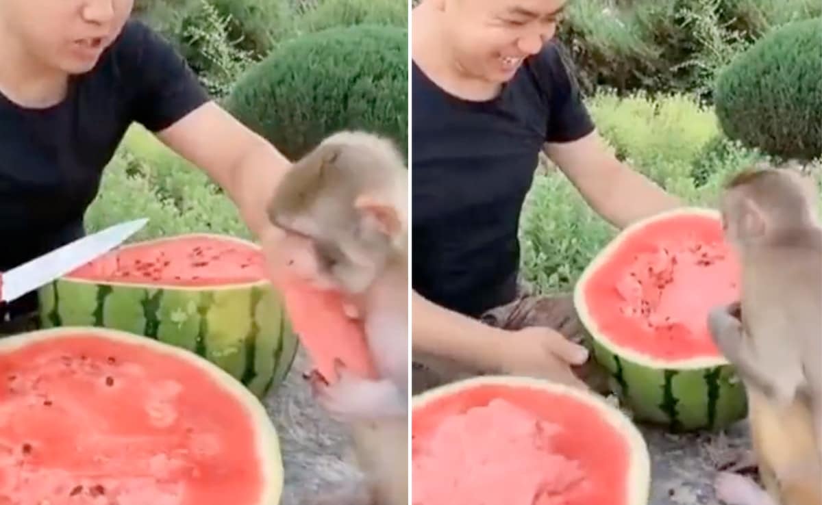 Watch: Video Of A Man Sharing Watermelon With Monkey Impresses Internet