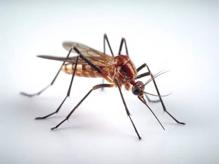 07b10c900910067a6d8da762c3072b341692282962846506 original दवा की जरूरत नहीं सिर्फ खाने में करें ये बदलाव, मच्छर के काटने का नहीं होगा असर