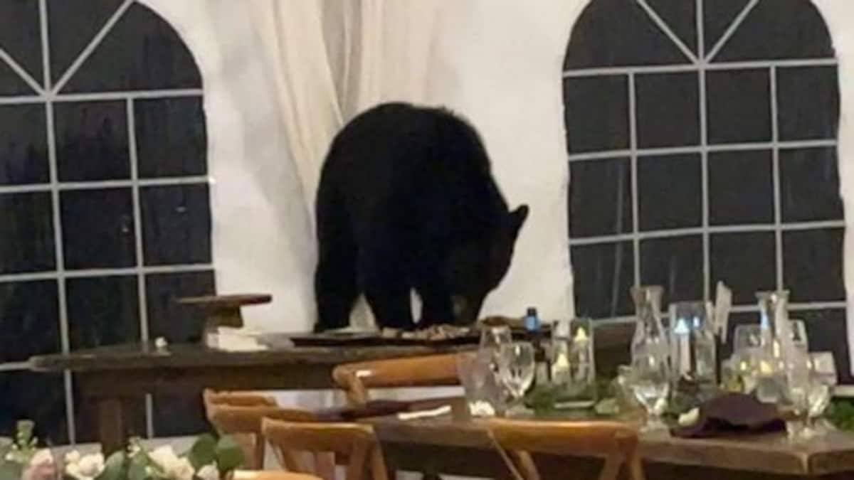 Adorable Or Scary? Beer Crashes Wedding, Gobbles Down The Fancy Desserts