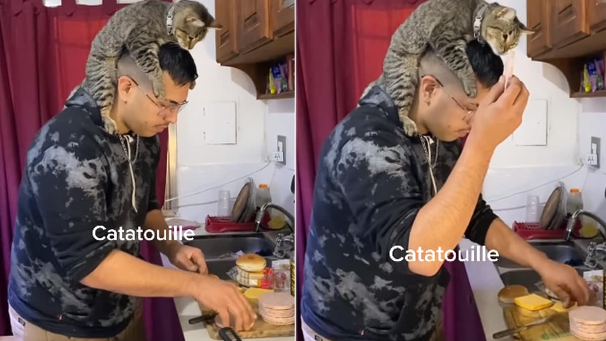 “Catatouille”: Video Of Cat Turning Chef To Help Human Impresses Internet